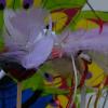 DSCF0049